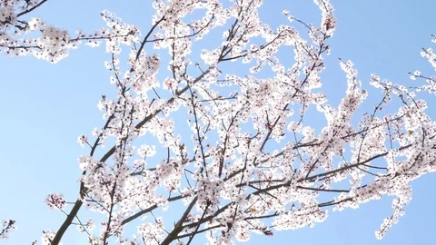 Spring flowers with blue background 스톡 동영상 74918919