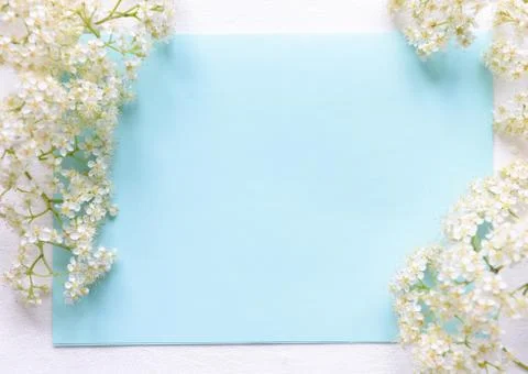 Spring flowers on a blue background Stock Photos