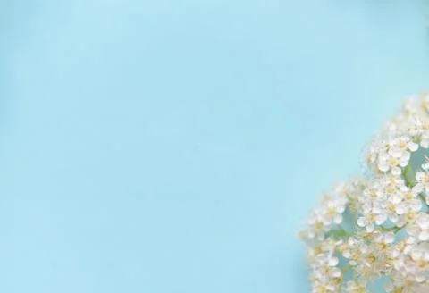 Spring flowers on a blue background Stock Photos