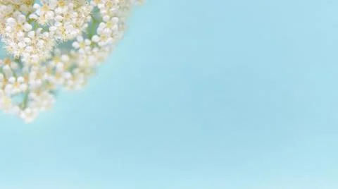 Spring flowers on a blue background Stock Photos