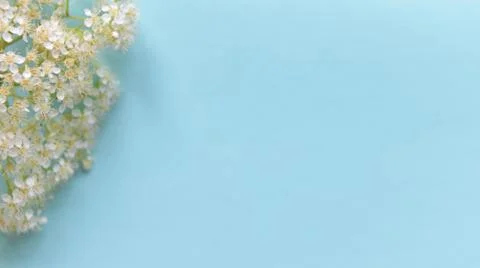 Spring flowers on a blue background Stock Photos