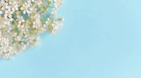 Spring flowers on a blue background Stock Photos