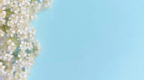 Spring flowers on a blue background Stock Photos