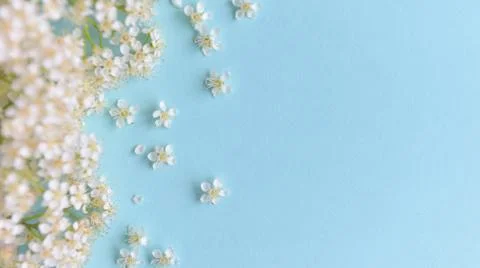 Spring flowers on a blue background Stock Photos