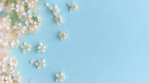 Spring flowers on a blue background Stock Photos