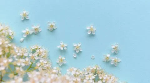 Spring flowers on a blue background Stock Photos
