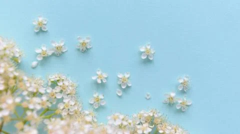 Spring flowers on a blue background Stock Photos