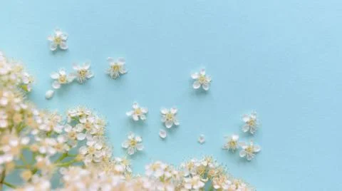 Spring flowers on a blue background Stock Photos