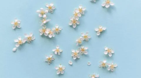 Spring flowers on a blue background Stock Photos