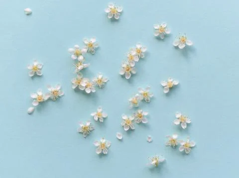 Spring flowers on a blue background Stock Photos