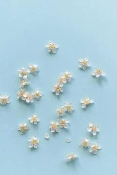 Spring flowers on a blue background Stock Photos