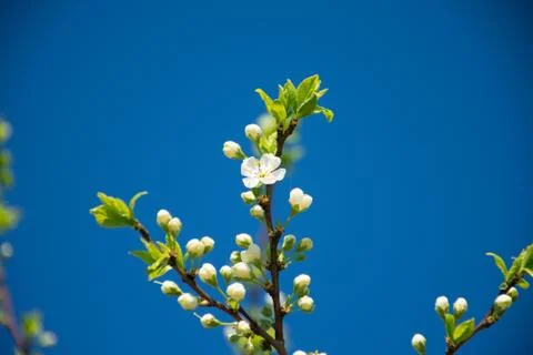 Spring flowers on blue background Stock Photos