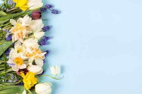 Spring flowers on a blue background Stock Photos