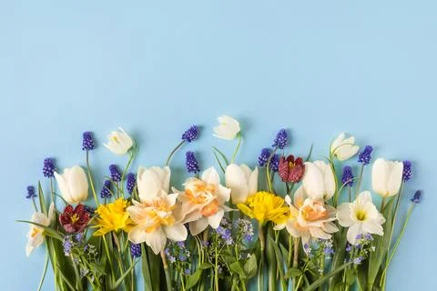 Spring flowers on a blue background Stock Photos