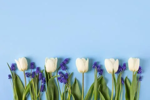 Spring flowers on a blue background Stock Photos