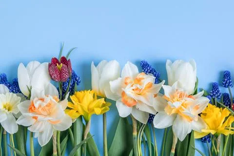 Spring flowers on a blue background Stock Photos