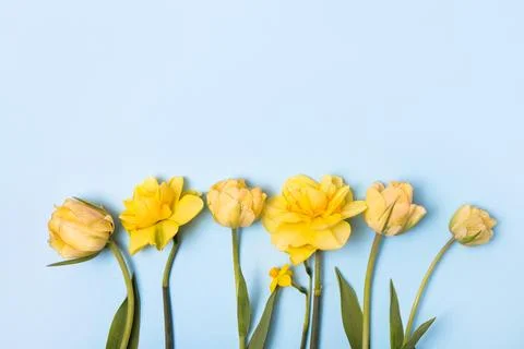 Spring flowers on blue background Stock Photos