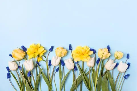 Spring flowers on a blue background Stock Photos