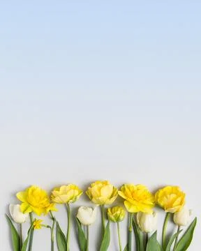 Spring flowers on blue background Stock Photos