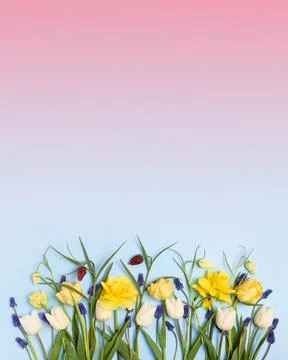 Spring flowers on a blue background Stock Photos