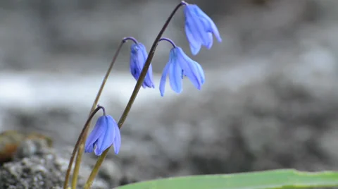 Spring flowers of blue color Stock Footage 36539593