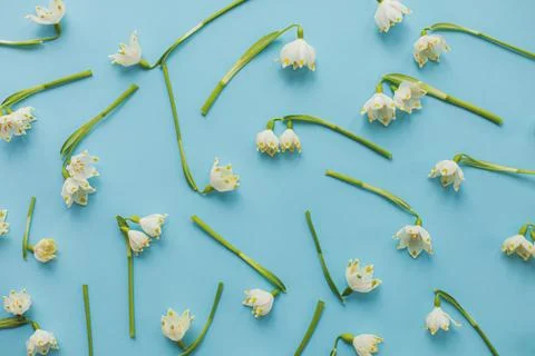 Spring flowers on blue paper flat lay. Floral trendy pattern. Hello spring .. Stock Photos
