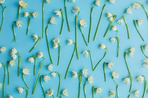 Spring flowers on blue paper flat lay. Floral trendy pattern. Hello spring .. Foto stock