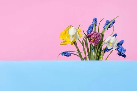 Spring flowers on blue podium Stock Photos