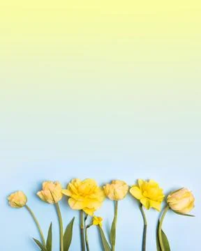 Spring flowers on blue yellow background Stock Photos