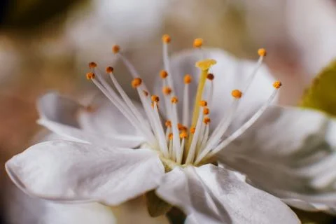 Spring flowers with blurred background. Mackro view. Stock Photos