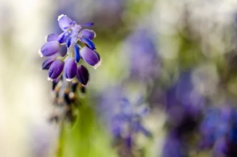 Spring flowers with blurred background. Macro,muscari flowers Stock Photos
