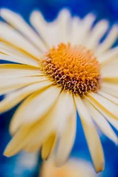 Spring flowers with blurred background. Maxro view Stock Photos