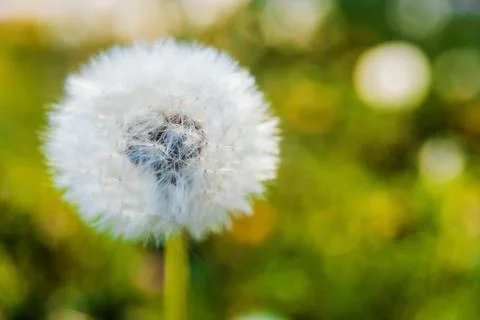 Spring flowers with blurred background. Maxro view Stock Photos