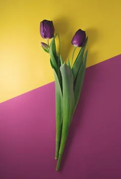 Spring flowers bouquet on a colored background Stock Photos
