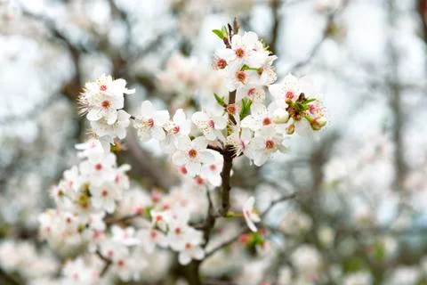 Spring flowers on branch tree. Blossoming apricot with some blurred bokeh eff Stock Photos