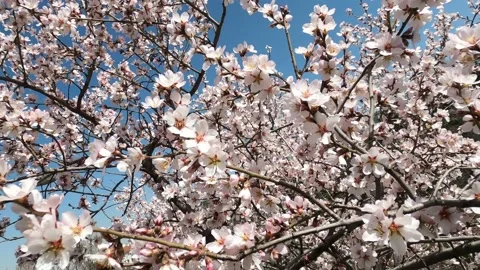 Spring flowers on branches with blue sky Stock Footage 175974598