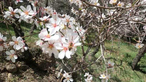 Spring flowers on branches with blue sky Stock Footage 175974734