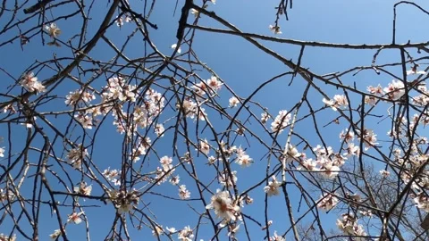Spring flowers on branches with blue sky Stock Footage 175975039