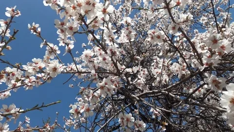Spring flowers on branches with blue sky Stock Footage 175975095