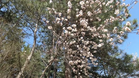 Spring flowers on branches with blue sky Stock Footage 176384878