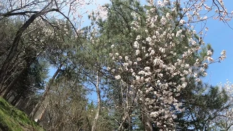 Spring flowers on branches with blue sky Stock Footage 176405597