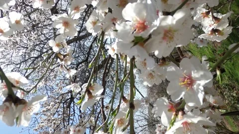 Spring flowers on branches with blue sky Stock Footage 176847753