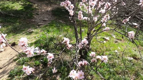 Spring flowers on branches with blue sky Stock Footage 176876713