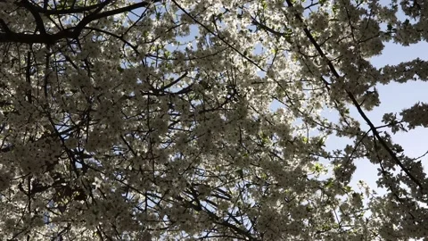 Spring flowers on branches with blue sky Video stock 178900025