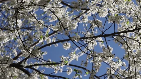 Spring flowers on branches with blue sky Video stock 178915144