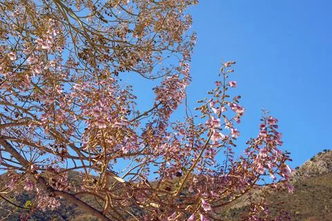Spring flowers. Branches of Empress tree ( Paulownia tomentosa ) in bloom Stock Photos