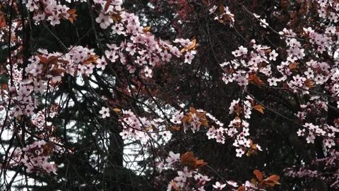 Spring flowers on branches in the garden Video stock 182435308