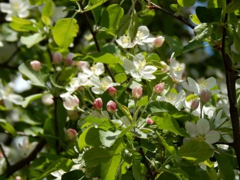 Spring flowers on the branches of a tree Stock Photos