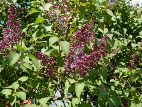 Spring flowers on the branches of a tree Stock Photos