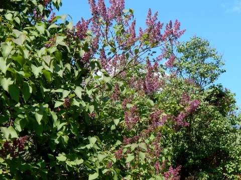 Spring flowers on the branches of a tree Stock Photos